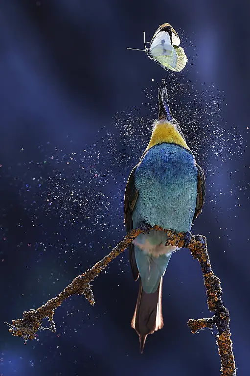 Finalist-Butterflies-Butterfly's Powder-Gastone Pivatelli-CUPOTY 7-WEB